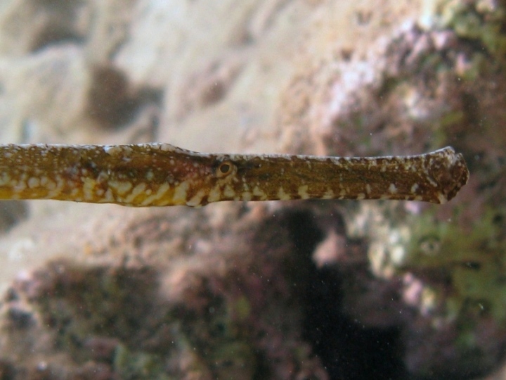 Syngnathus typhle